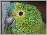 Papuga, Amazonka, Głowa