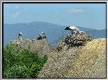 Dachy, Domów, Gniazda, Bociany