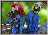 Dwie, Kolorowe, Papugi, Ary