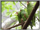 Trzy, Papugi, Amazonki Biaoczelne, Konar